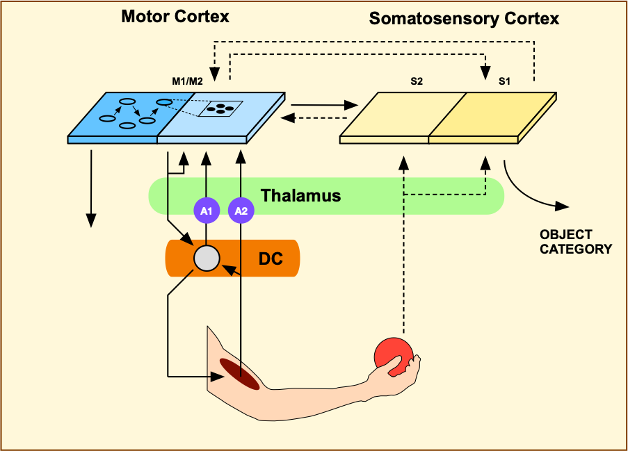 A System-Level Brain Model for Enactive Haptic Perception in a Humanoid Robot